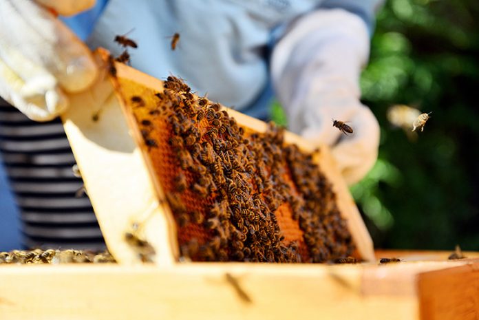 Jason Snyder of Maine wishes you good luck in starting and maintaining your own beekeeping venture by following these basic guidelines.